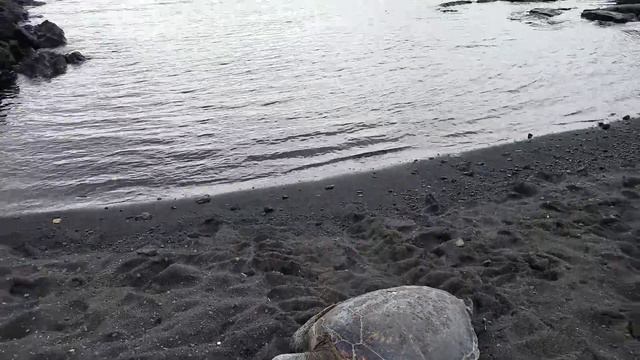 Морская черепаха на чёрном пляже, Гаваи смотреть онлайн