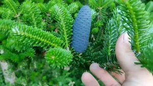 Корейская пихта радует глаза и душу своей красотой! (Abies koreana)