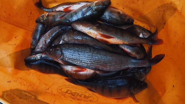 ТОПОЗЕРО 2023 смотреть онлайн