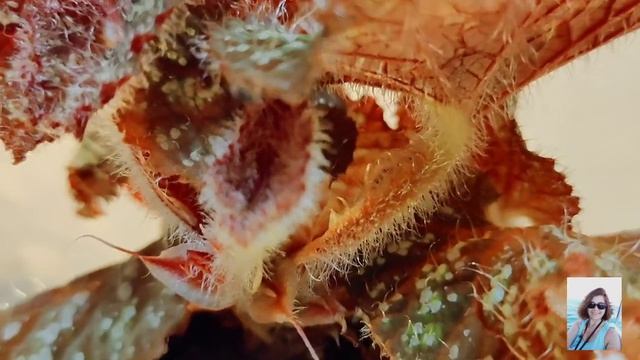 Комнатные цветы. Бегония "Тайга" смотреть онлайн