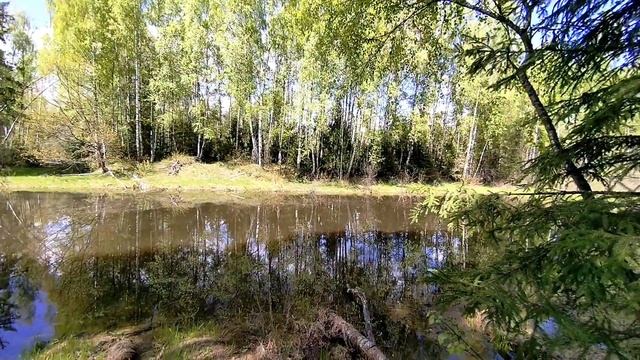 Влог.Прогулка по лесу смотреть онлайн