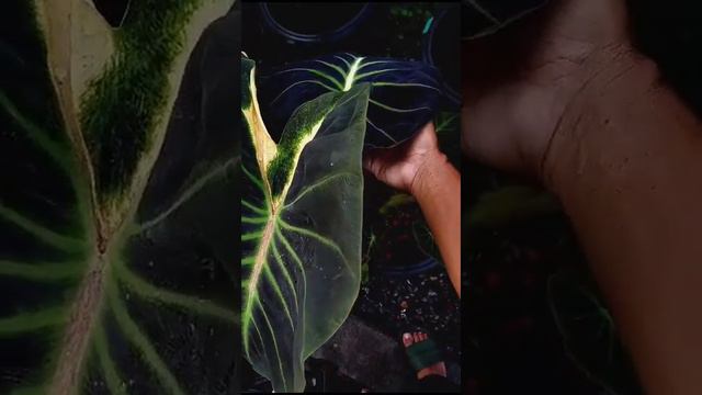 Купить -Колокази с Отправка по всей России 89881468555 г.Кои Пруд Анапа смотреть онлайн