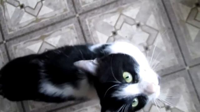 Интеллигент кот Кузя в гостях смотреть онлайн