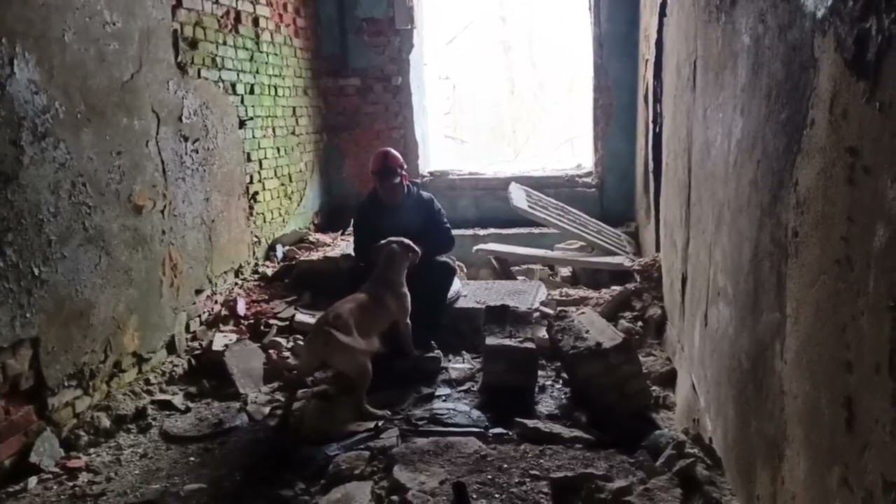 Лабрадор FT Рабочего разведения. Рокки 2 года. Тренировка. Техно. 03.2024 2 упр. смотреть онлайн