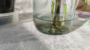 Замиокулькас | Долларовое дерево | Как ускорить процесс размножения.