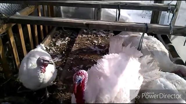 Помощь индюкам в морозы -40 и про хайбрид конвертер смотреть онлайн