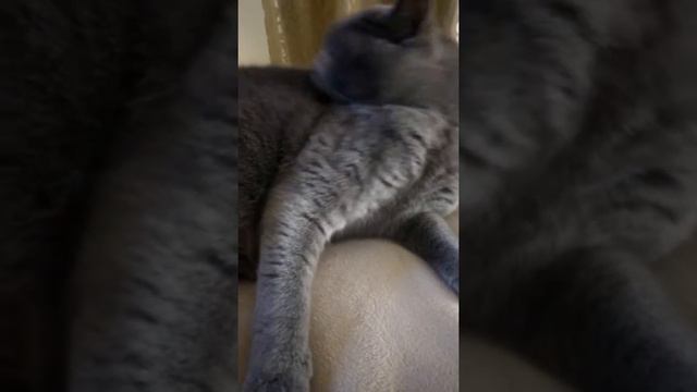 Сонноя котяшка Бася смотреть онлайн