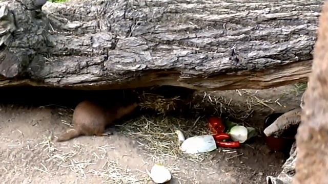 Prairie dog - Травоядные луговые собачки - Niedliche Präriehunde смотреть онлайн