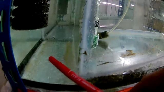 Скатка Аквариум для спасения малька живородки смотреть онлайн