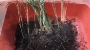 Пальма ХАМЕДОРЕЯ деление куста, размножение, выращивание в ЦЕОЛИТЕ