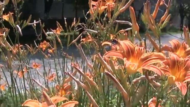 Canon Legria fs200 tesztvideó смотреть онлайн