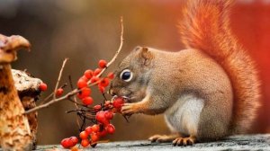 Звук белки: какой звук издают белки?