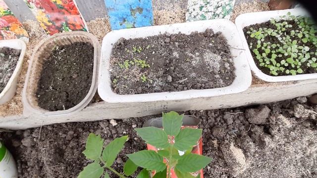 Веранда со светом. Томаты высадила. смотреть онлайн