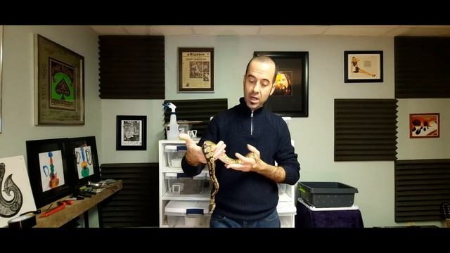 A Close Up look at The Yellow Belly Ball Python! смотреть онлайн
