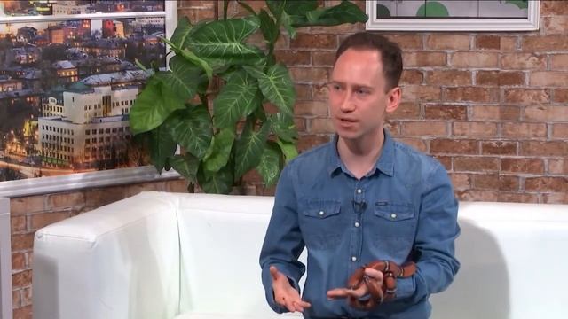 Стоит ли опасаться змей, которые водятся в нашем регионе? Что делать, если увиидели совенка в траве смотреть онлайн