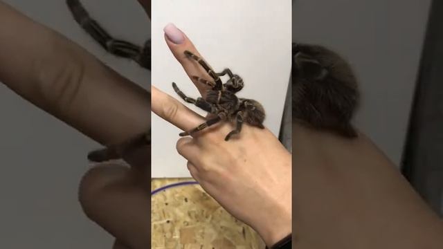 Кот освобождает пауков смотреть онлайн