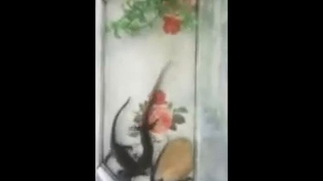 Мир животных. Часть 2. МАУДО Дворец творчества. смотреть онлайн