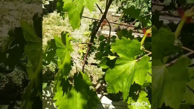 Обзор виноградника, второй год вегитации смотреть онлайн