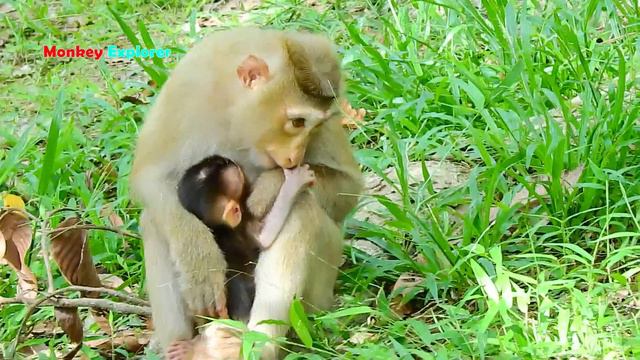 Wow, Youngest Mom Rose So Angry Biting & Weaning Milk Baby Rex By Using 2 Legs Removing Milk Rex.