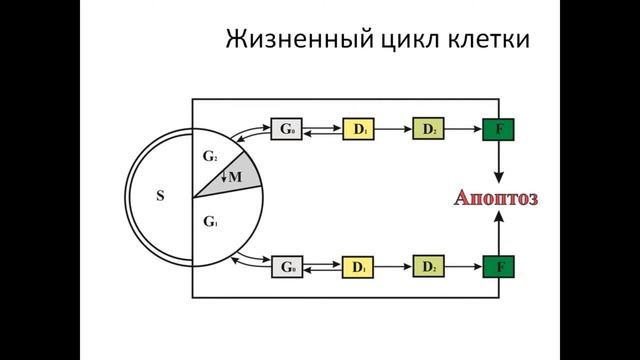 Ядро клетки. Деление клетки смотреть онлайн