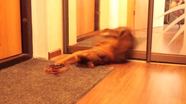 Абиссинский котенок-бандитенок Зевс смотреть онлайн