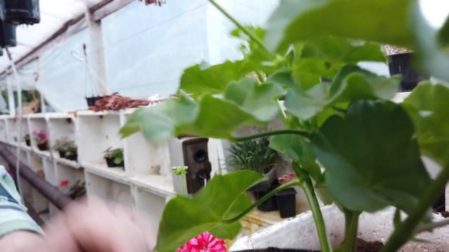 Летняя пересадка и формировка Ампельной Пеларгонии. смотреть онлайн