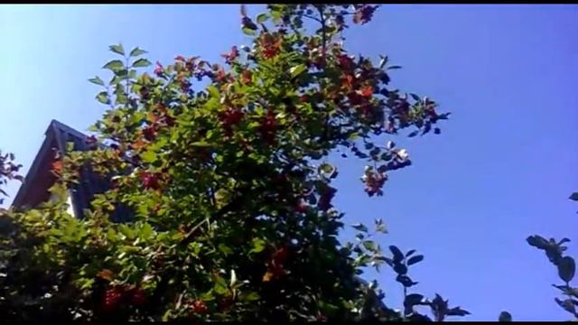 Червона калина смотреть онлайн