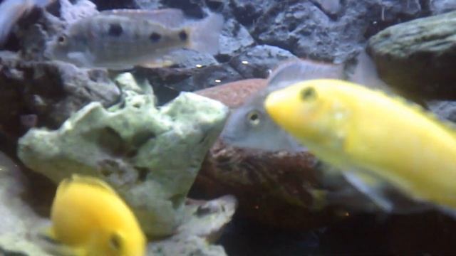 #Otopharynx Tetrastigma, Species Profile.