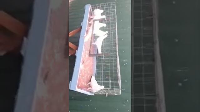 Иранские бойные голуби Кубани, красивый бой и лет. смотреть онлайн