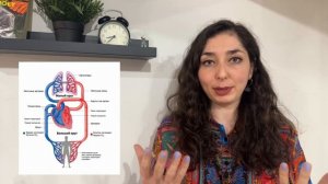 Анатомия — Круги кровообращения