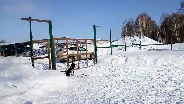 Щенок САО команда сидеть смотреть онлайн