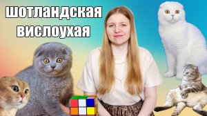 Шотландская вислоухая кошка. История и особенности породы