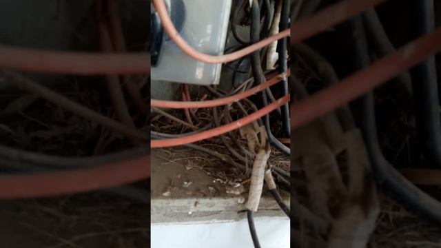 Haier Inverter 1.5 Ton Vs Gree 1.5 Ton Fixed Speed