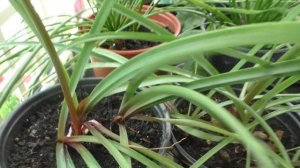 Зефирантесы (выскочки). Цветение, уход и содержание в летний период