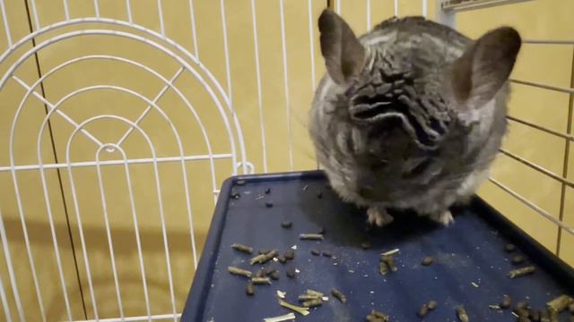 ЧТО ШИНШИЛЛА ДЕЛАЕТ НОЧЬЮ?ИЗРАИЛЬ. #vlog #video #youtuber #telaviv #israel #telaviv #haifa #eilat