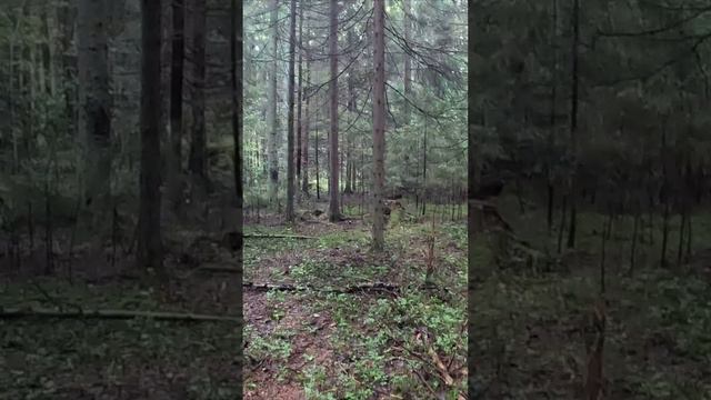 ЧТО ЗА ЧУДО ГРИБЫ ОТКОПАЛ ГРИБНИК. ТАКОГО ПРОСТО НЕ БЫВАЕТ. ПОДОСИНОВИКИ ЖЕЛТО-БУРЫЕ 202 смотреть онлайн