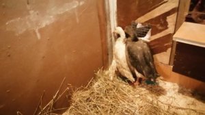 Очки от расклева для кур. Как ими пользоваться.