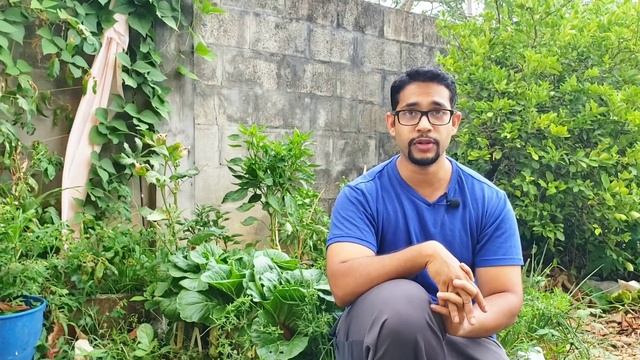 Grow Pak Choi! Growing Guide for Pak Choi/ Bok Choi| Gardening in Trinidad and Tobago смотреть онлайн