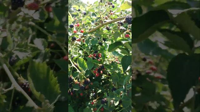 Ежевика Бжезина смотреть онлайн
