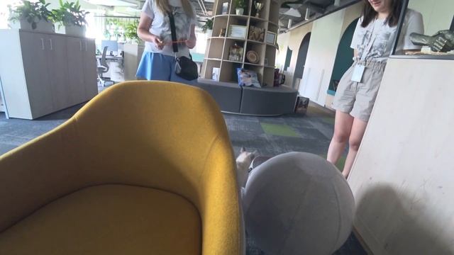 Мы лицо корма для кошек AWARD / питомник кошек 