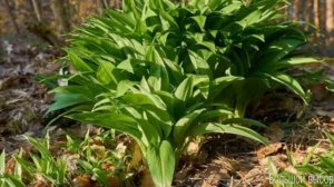 Как Выращивать Черемшу В Домашних Условиях