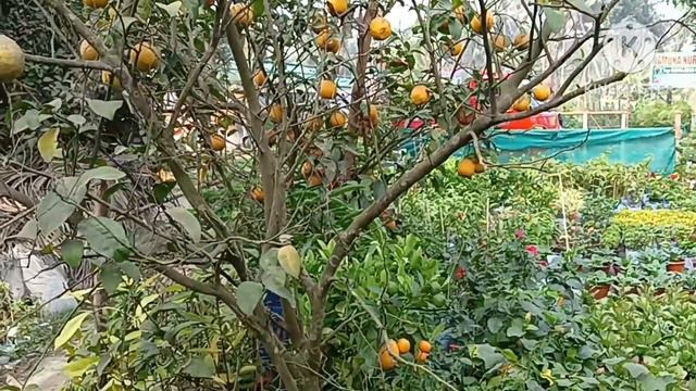 nursery tour ll fruits plants nursery ll cheapest plants ll plants price with names смотреть онлайн