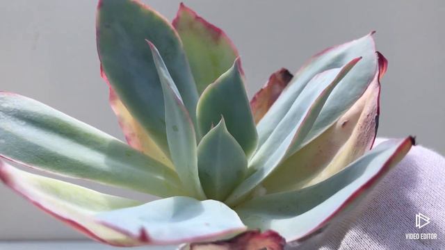 Echeveria Blue Light смотреть онлайн