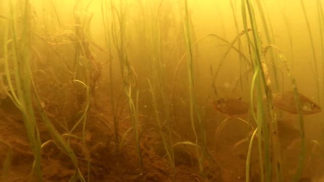 Поиски рыбы в отводном канале в Тушино. 13.07.2022. смотреть онлайн