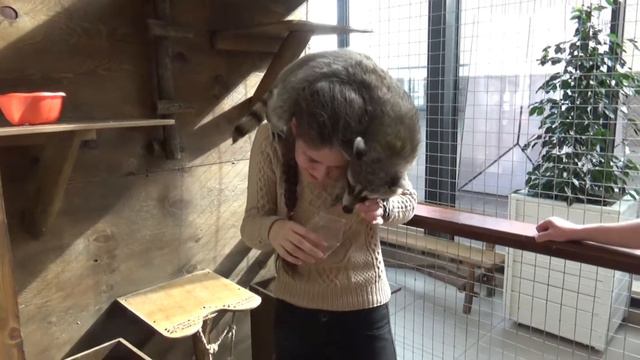 Контактный зоопарк "Весёлый ZOO" - Petting Zoo in Samara, Russia смотреть онлайн