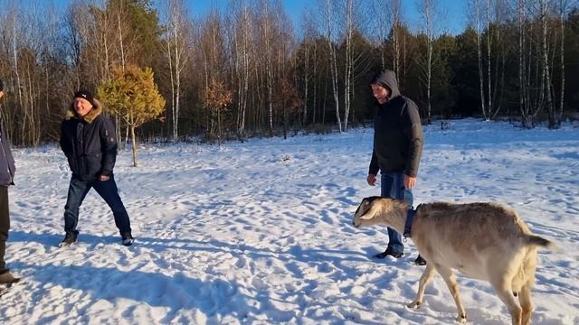 Подарки дарят Деду Морозу,а коза усыновляет ягнят.Рецепт хлеба.Как посмотреть наши видео по порядку смотреть онлайн