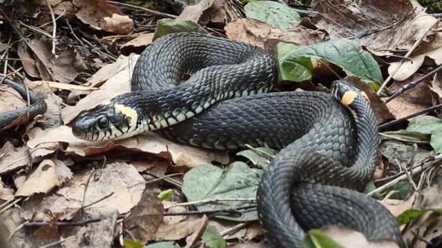 Обитатели московских парков. Обыкновенный уж смотреть онлайн