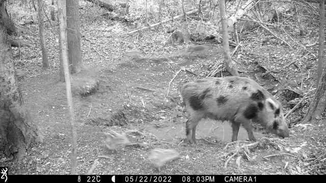 Страшно пятнистая опоросилась!