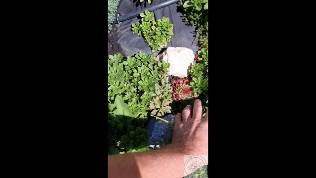 Design exterior cu plante suculente, conifere și tufe și ierburi decorative смотреть онлайн