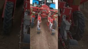 Посев моркови на гребнях